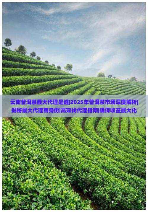 云南普洱茶最大代理是谁