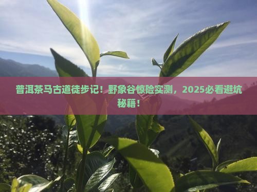 普洱茶马古道到野象谷