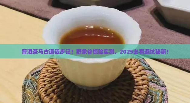 普洱茶马古道到野象谷