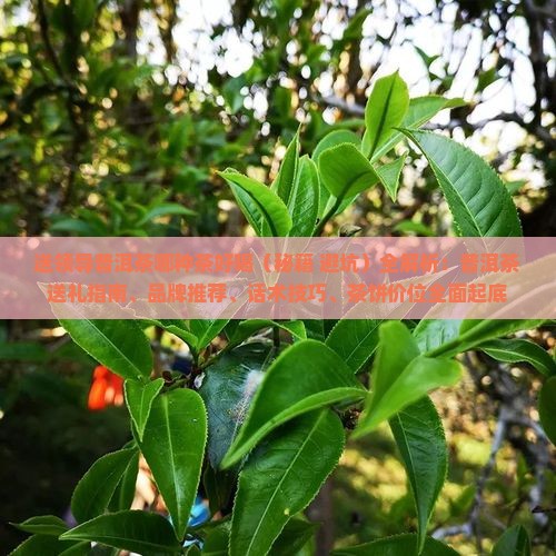 送领导普洱茶哪种茶好喝 送领导普洱茶哪种茶好喝