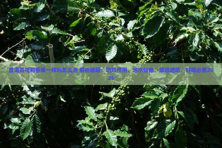 普洱茶花和茶果一样吗怎么泡