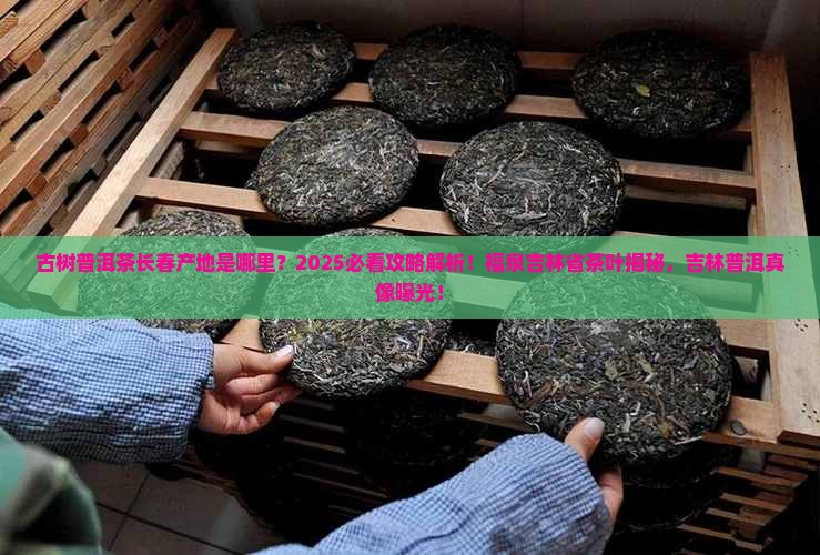 古树普洱茶长春产地是哪里
