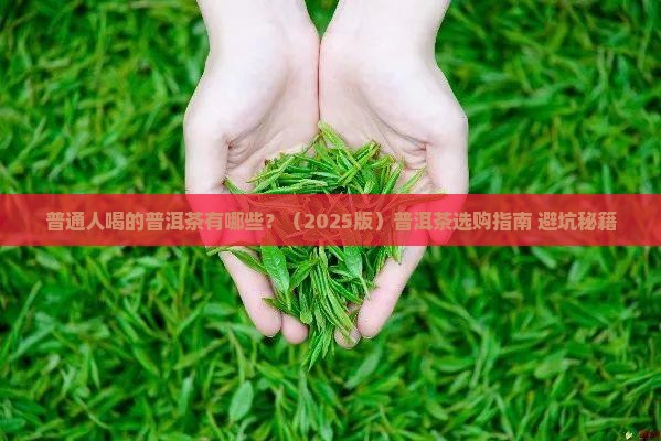 普通人喝的普洱茶有哪些