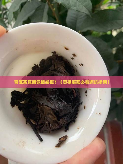 普洱茶直播被举报