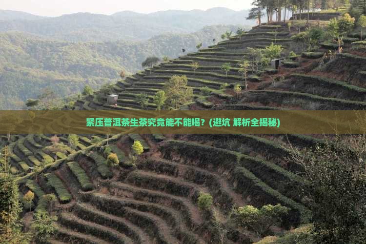 紧压普洱茶生茶能喝吗百度百科
