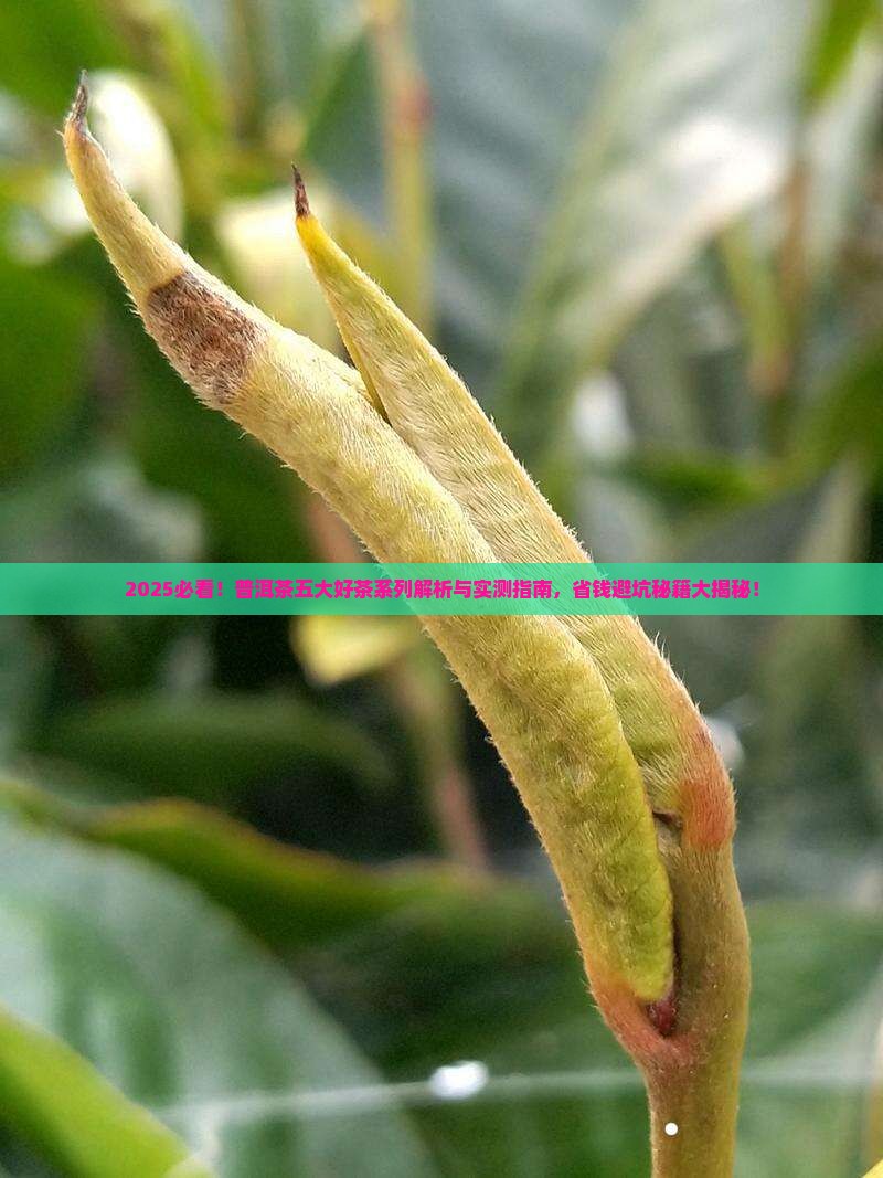普洱茶五大好茶系列
