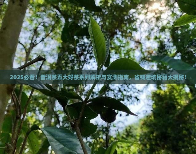 普洱茶五大好茶系列