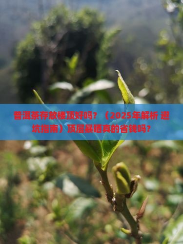 普洱茶存放楼顶好吗 普洱茶存放楼顶好吗
