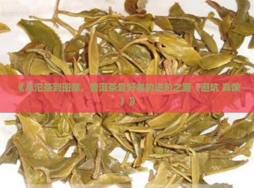 从沱茶到班章喝普洱茶