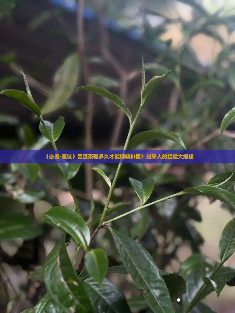 普洱茶什么时候才排便