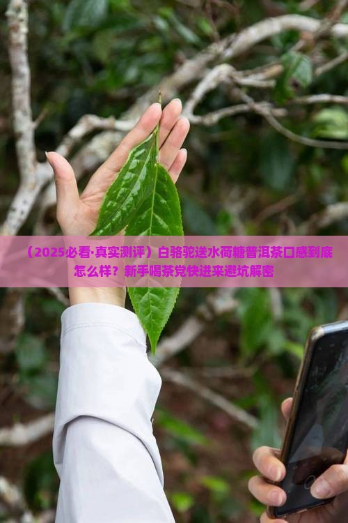 白骆驼送水荷糖普洱茶口感特点