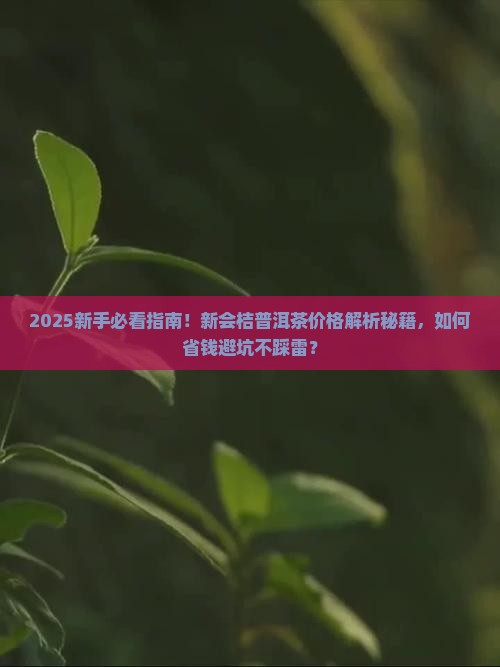新会桔普洱茶的价格