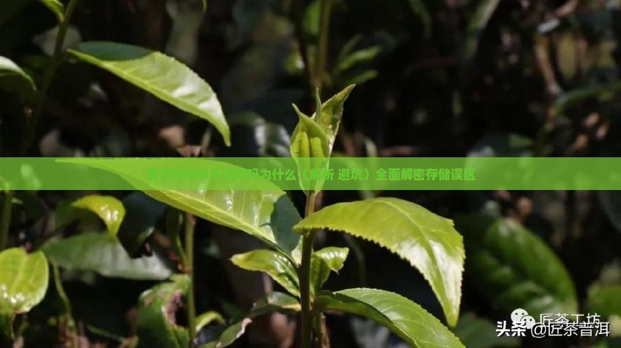 普洱茶存放不通风吗为什么