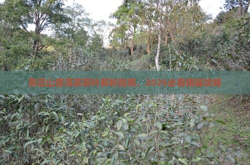 景迈山营盘山普洱茶