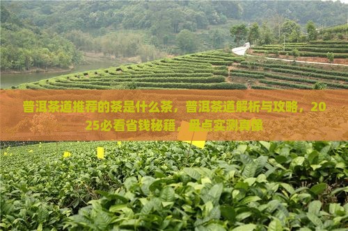 普洱茶道推荐的茶是什么茶