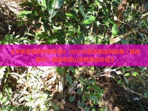 中茶普洱茶梦回布朗