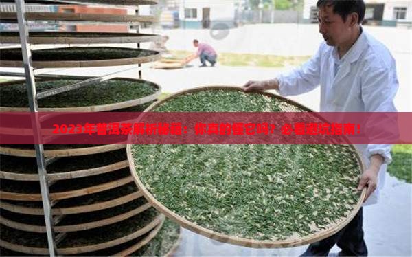 2023年普洱茶走势怎样