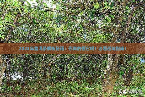 2023年普洱茶走势怎样