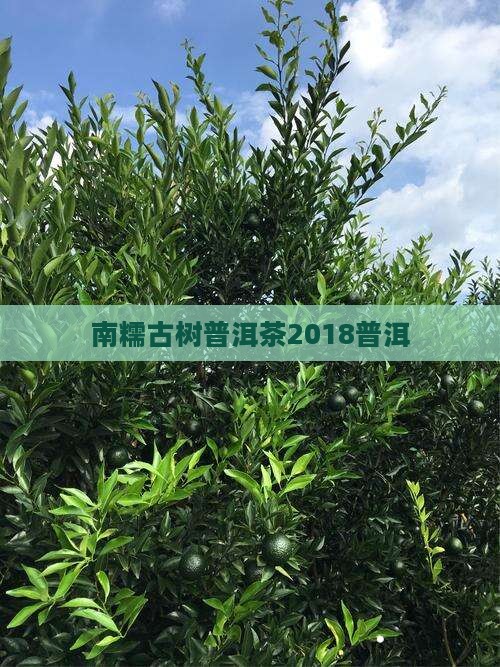 南糯大树普洱茶2018