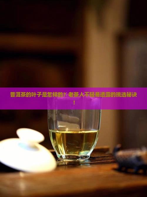 普洱茶的叶子是怎样的