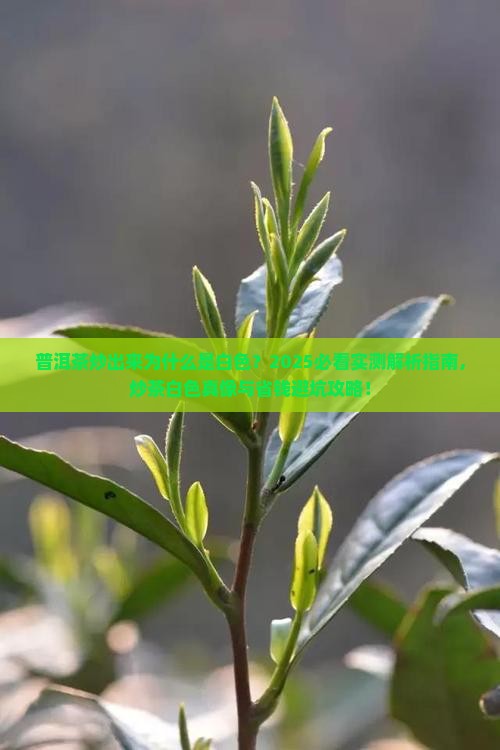 普洱茶炒出来为什么是白色 普洱茶炒出来为什么是白色