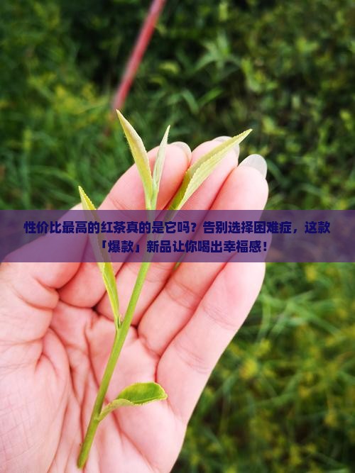 性价比最高的红茶