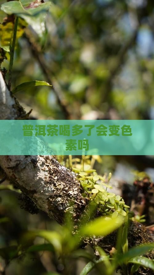 普洱茶喝多了会变色素吗