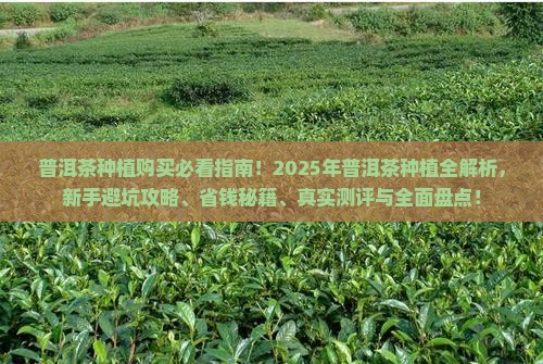 普洱茶种植购买益一览表