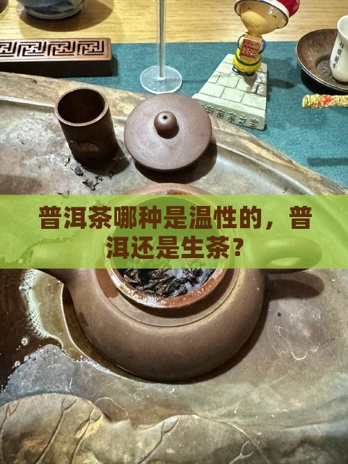 普洱茶哪种是温性的