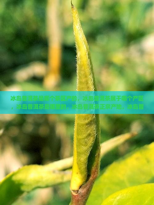 冰岛普洱茶是哪个茶区产的