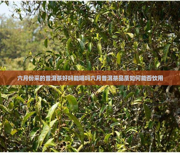 六月份采的普洱茶好吗能喝吗