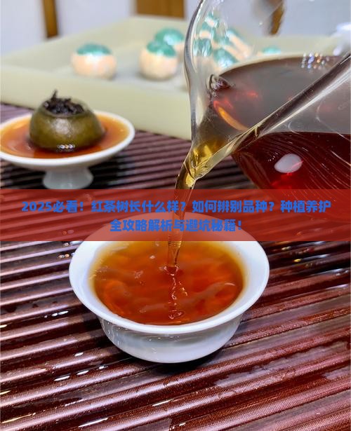 红茶树长什么样