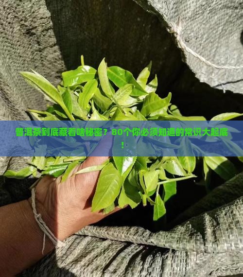 普洱茶常识之八十
