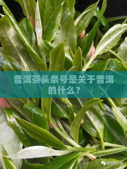 普洱茶头条号是什么