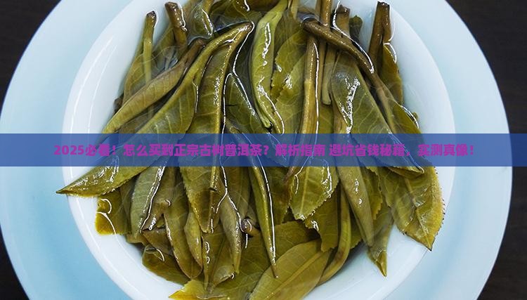 怎么买到正宗古树普洱茶