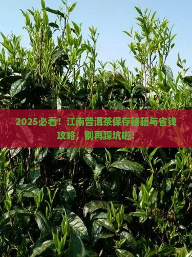 普洱茶在江南如何保存