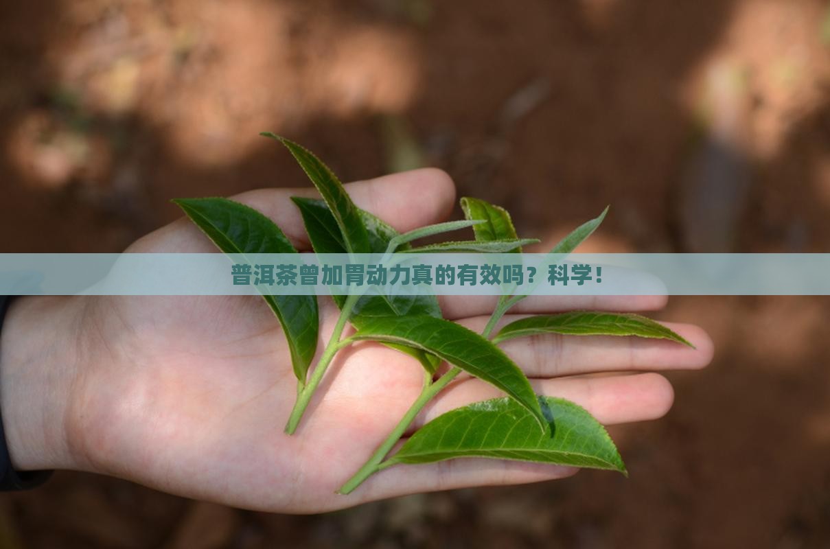 普洱茶曾加胃动力