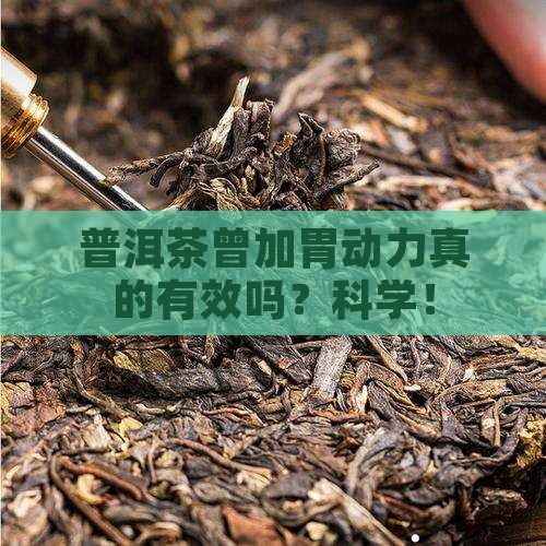 普洱茶曾加胃动力