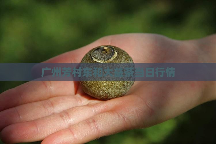 广州芳村东和大益茶当日行情