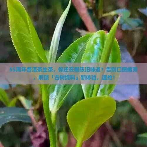 55周年普洱茶生茶
