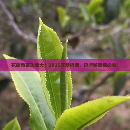 花旗参茶的功效与作用美国