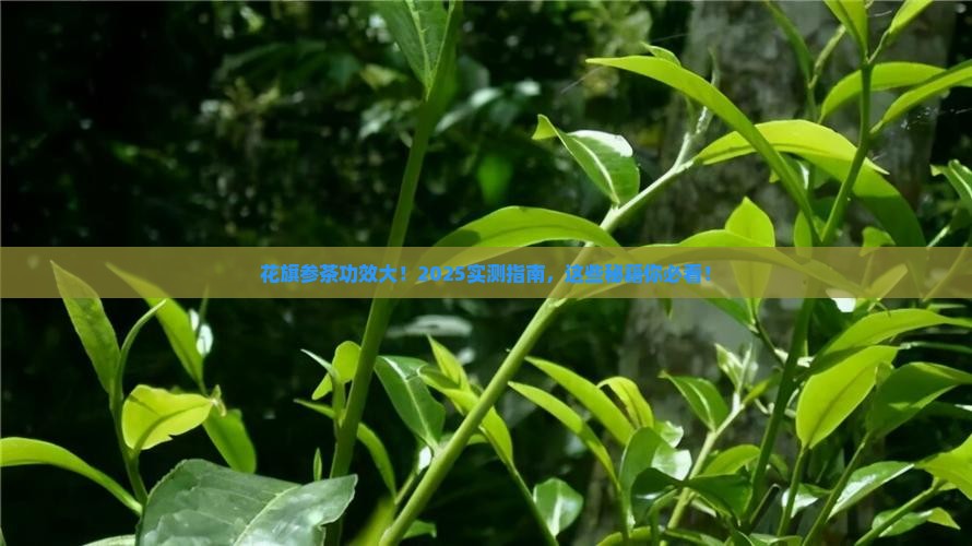 花旗参茶的功效与作用美国