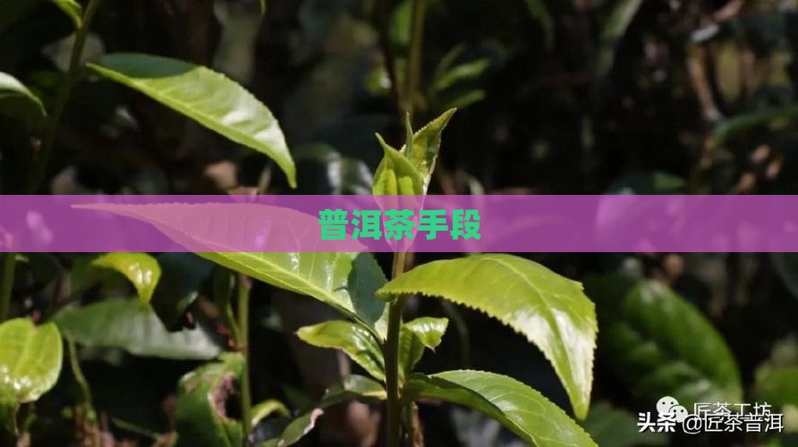普洱茶制假技巧