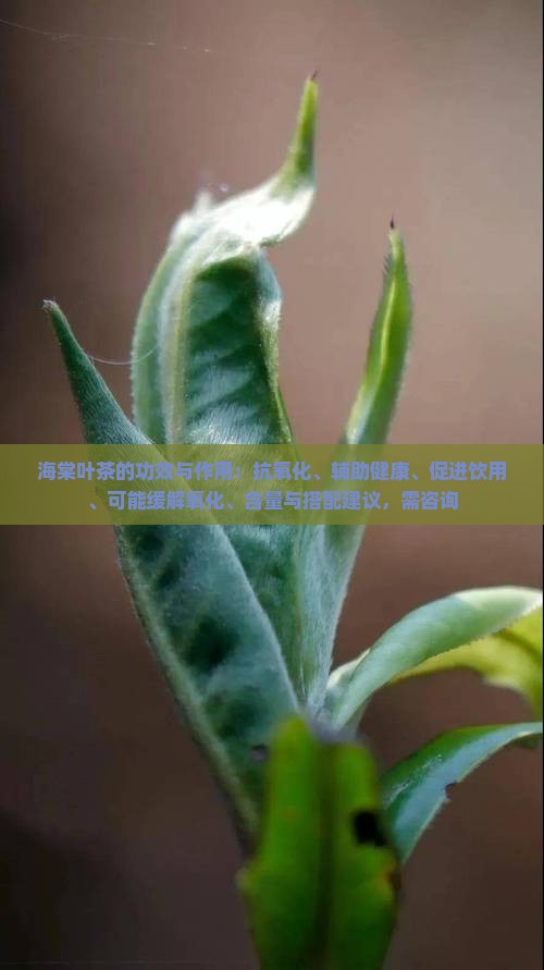 海棠叶茶的功效与作用