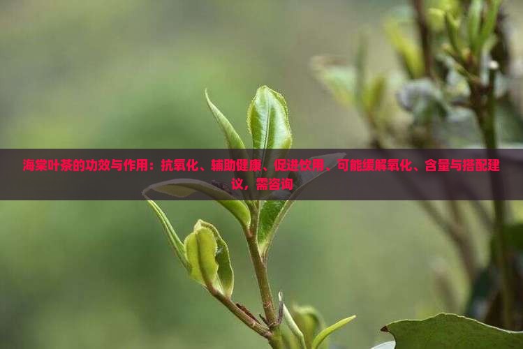 海棠叶茶的功效与作用