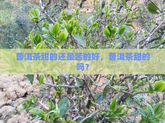 普洱茶甜的还是苦的