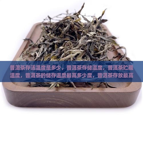 普洱茶存活温度