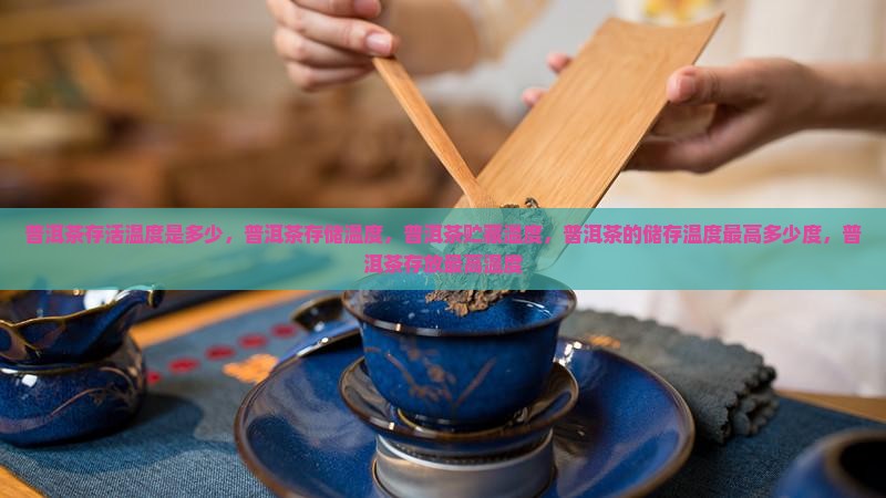 普洱茶存活温度