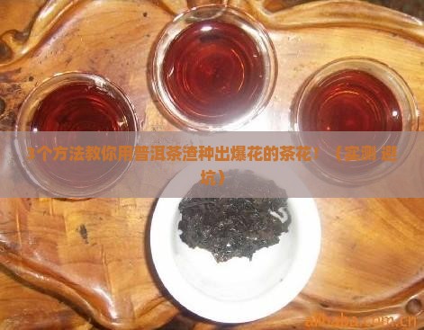 普洱茶渣做茶花肥