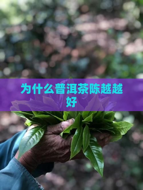 为什么普洱茶陈越越好